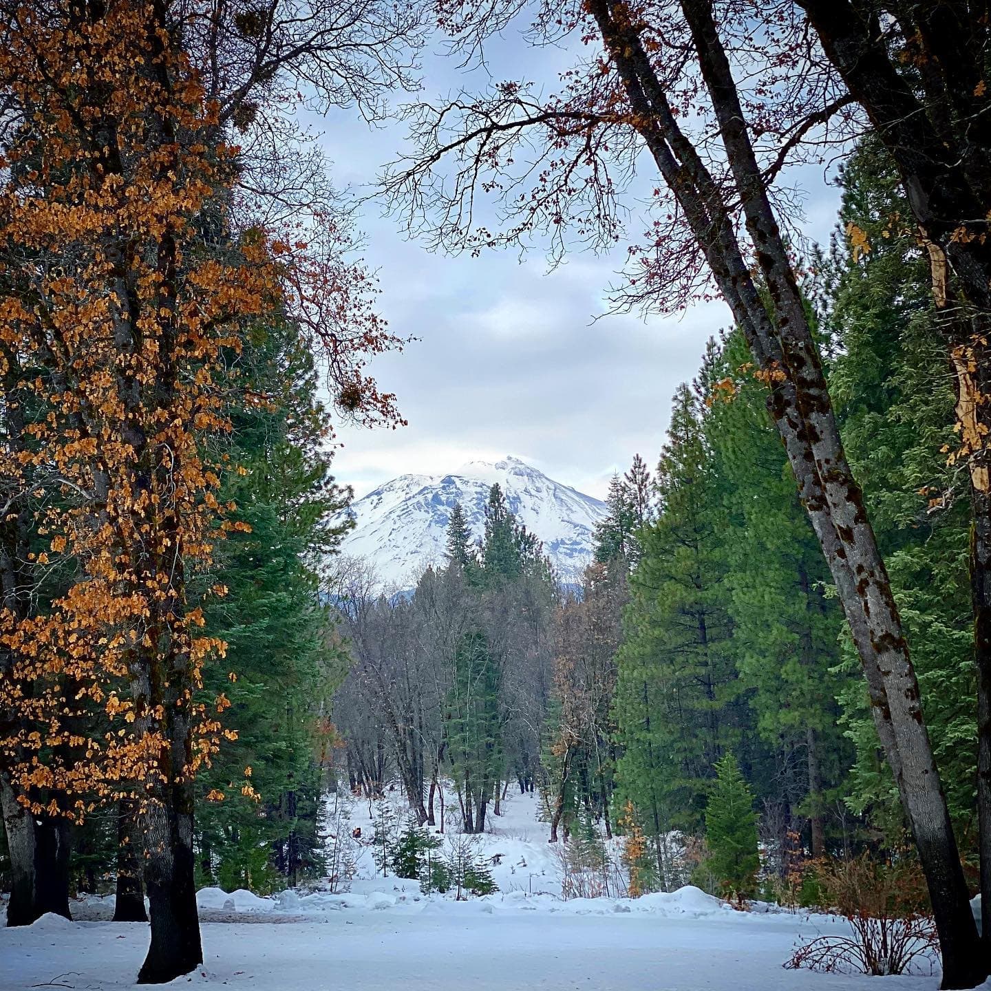 A snow-covered landscape framed by trees, showcasing a mountain in the distance under a cloudy sky.